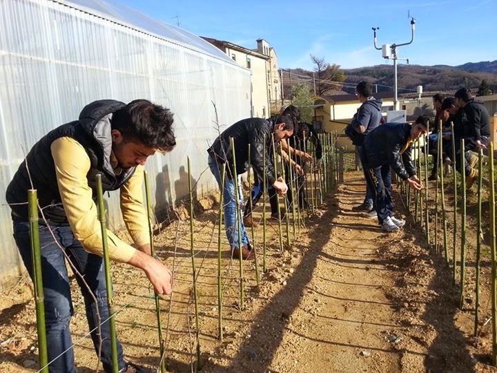 Nel vigneto: la legatura dei tutori
